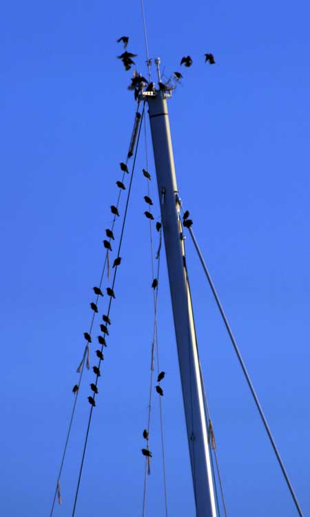 oiseaux port grimaud